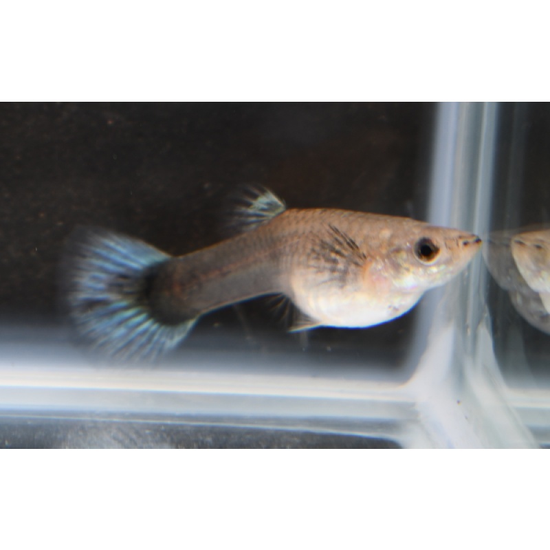 Skysilk selected breeding trio