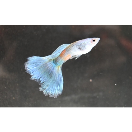 Skysilk selected breeding trio