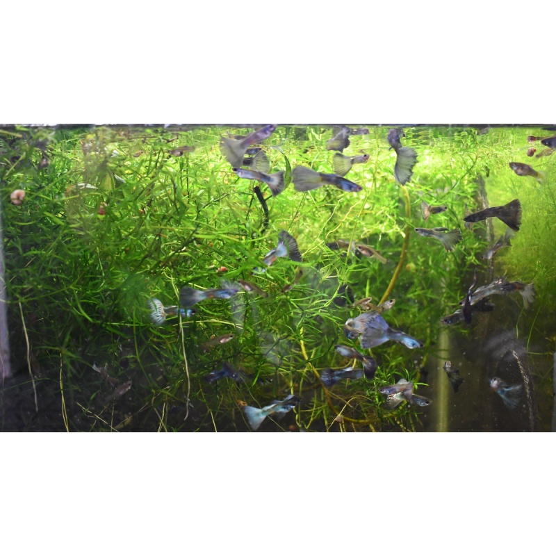 Skysilk selected breeding trio