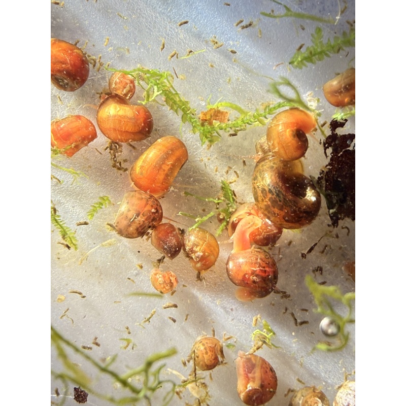 25 Assorted Ramshorn Snails