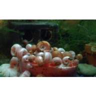 250+ Ramshorn Snails Brown Leopard Blue Red Pink FREE SHIPPING