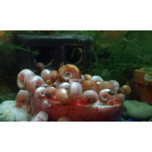 250+ Ramshorn Snails Brown Leopard Blue Red Pink FREE SHIPPING