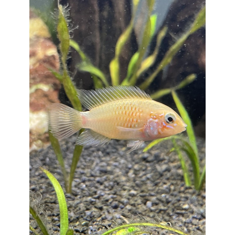 Apistogramma macmasteri “gold” live aquarium fish 1-1.5”