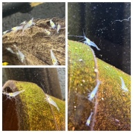 10 Snowball Neocaridina