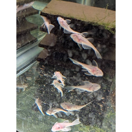 Snow White Bristlenose Short fin Plecos Plecostomus guaranteed pairs x1 pair 1m 1f