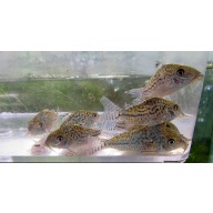 4 wild sodalis corys