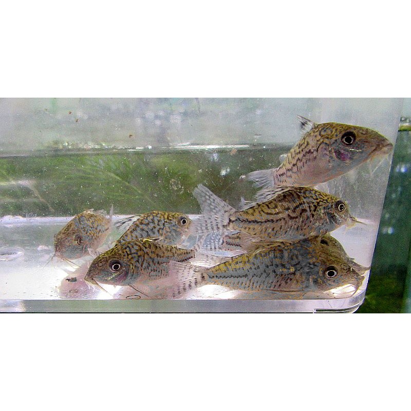4 wild sodalis corys