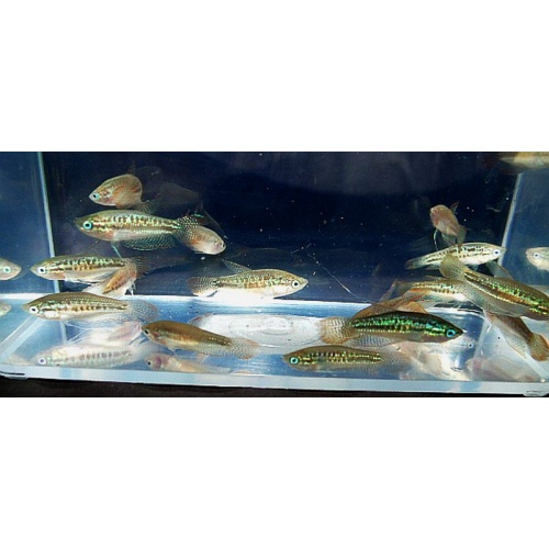 8 sparkling gouramis