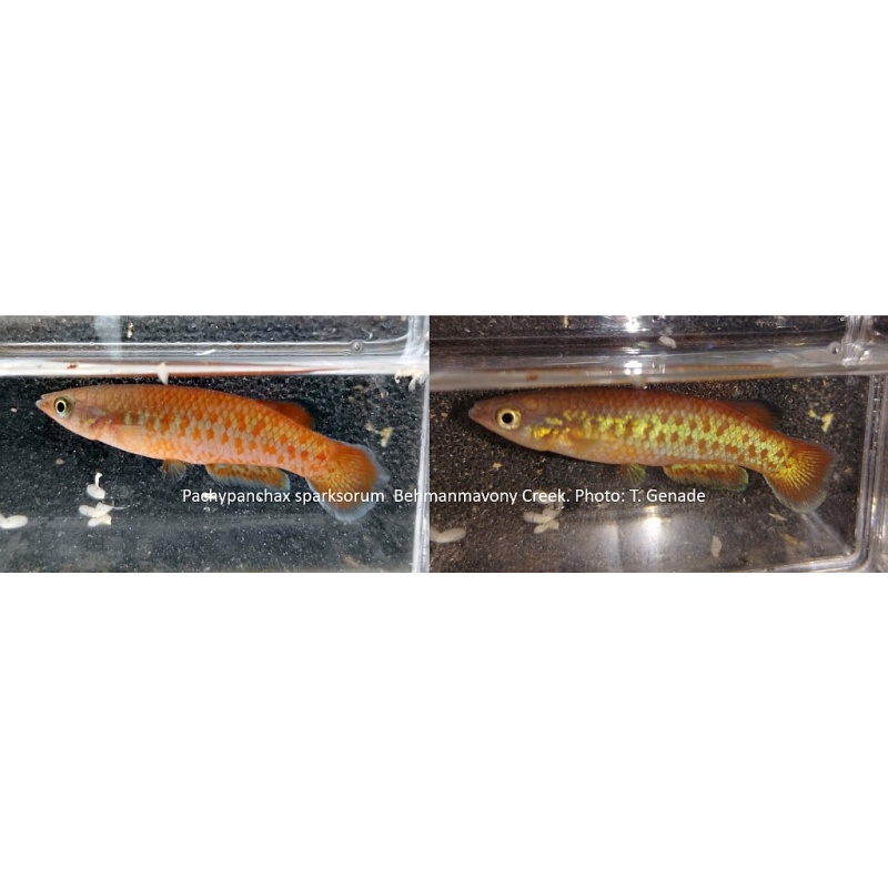 Pachypanchax sparksorum, 12+ eggs