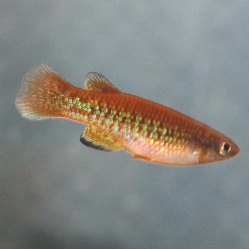 Pachypanchax sparksorum 20+ eggs