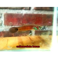 protect from extinction wild betta sp.berau pair