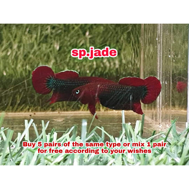 protect from extinction wild betta sp.jade pair