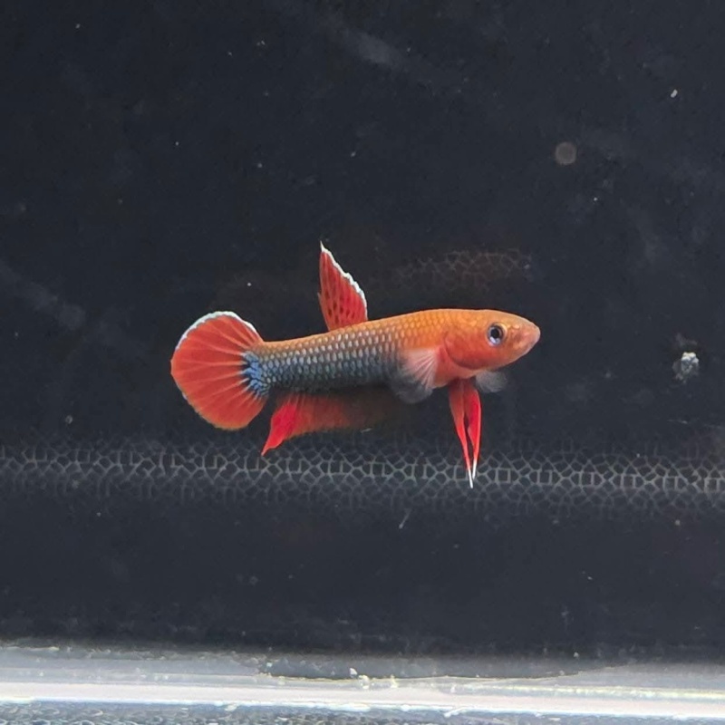 protect from extinction wild betta sp.jade pair