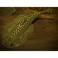 8 juvenile Sewellia hypsicrataea or spotted hillstream loaches