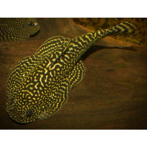 8 juvenile Sewellia hypsicrataea or spotted hillstream loaches