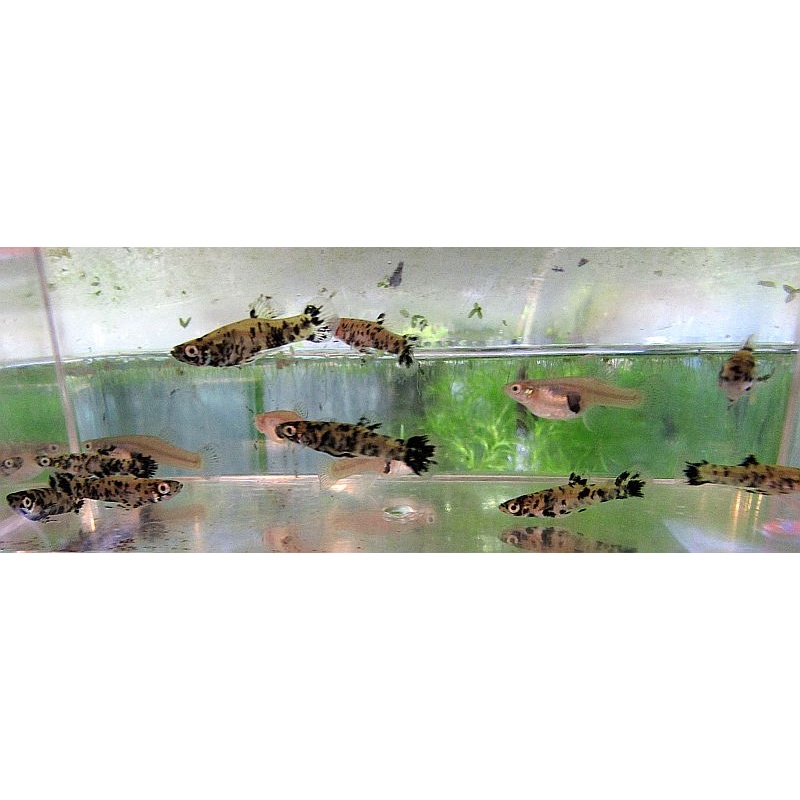 Wild group spotted gambusia