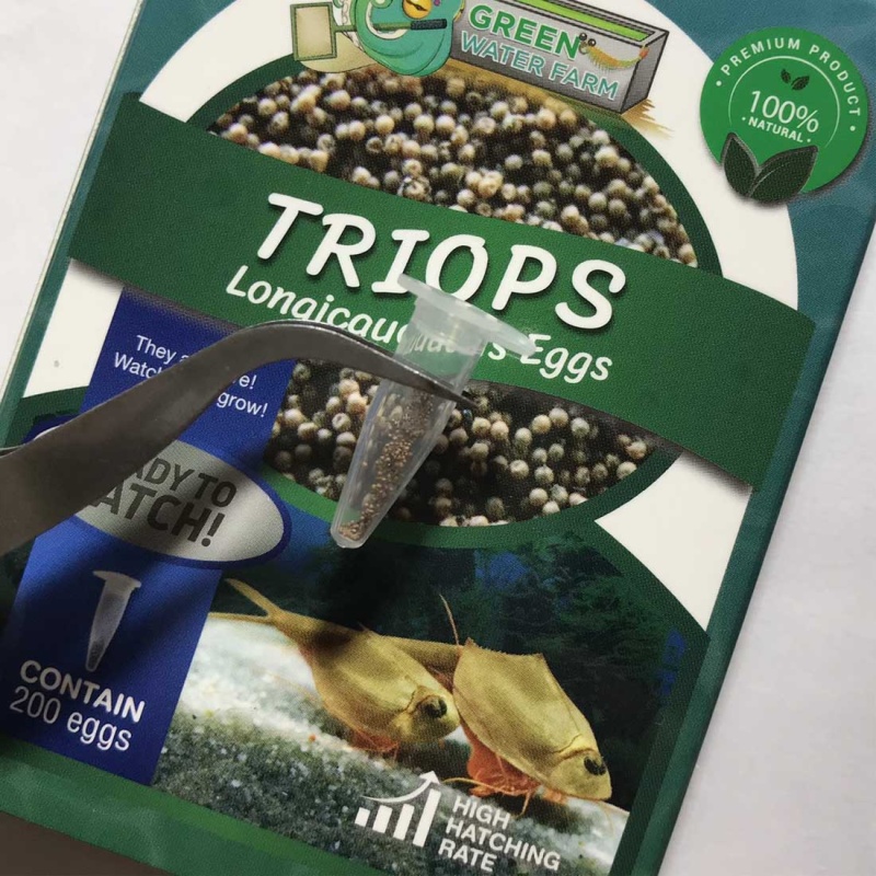 Triops Longicaudatus Eggs