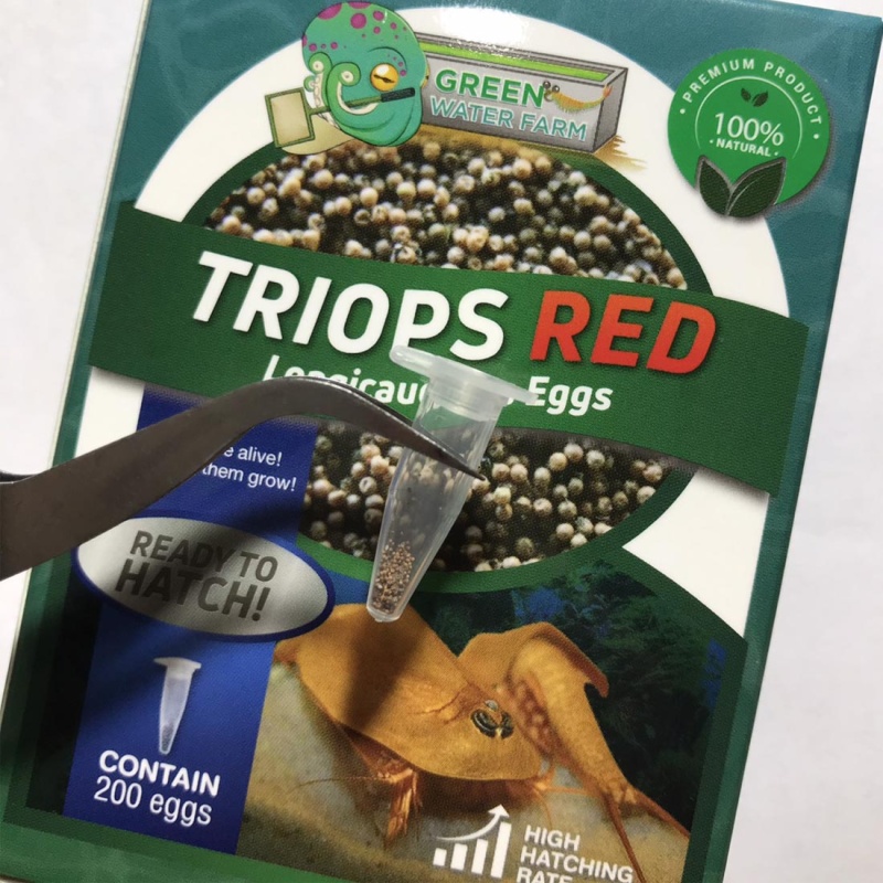 Triops Red Longicaudatus Eggs
