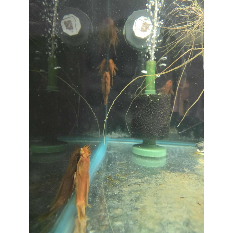 Longfin Super Red Male