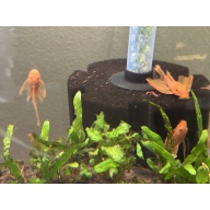 WYSIWYG 5 Long fin Super red bushynose pleco juveniles