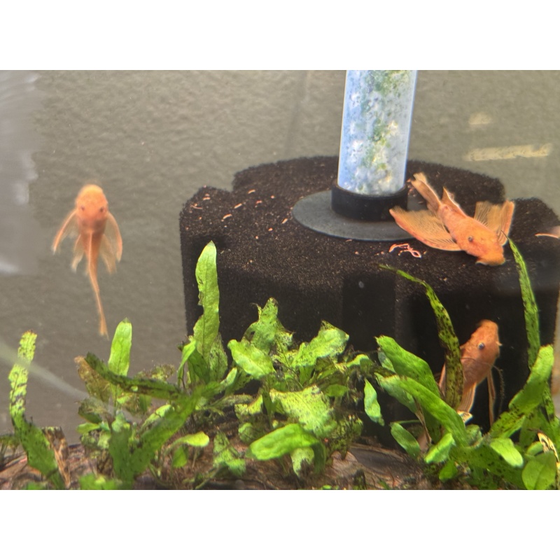 WYSIWYG 5 Long fin Super red bushynose pleco juveniles