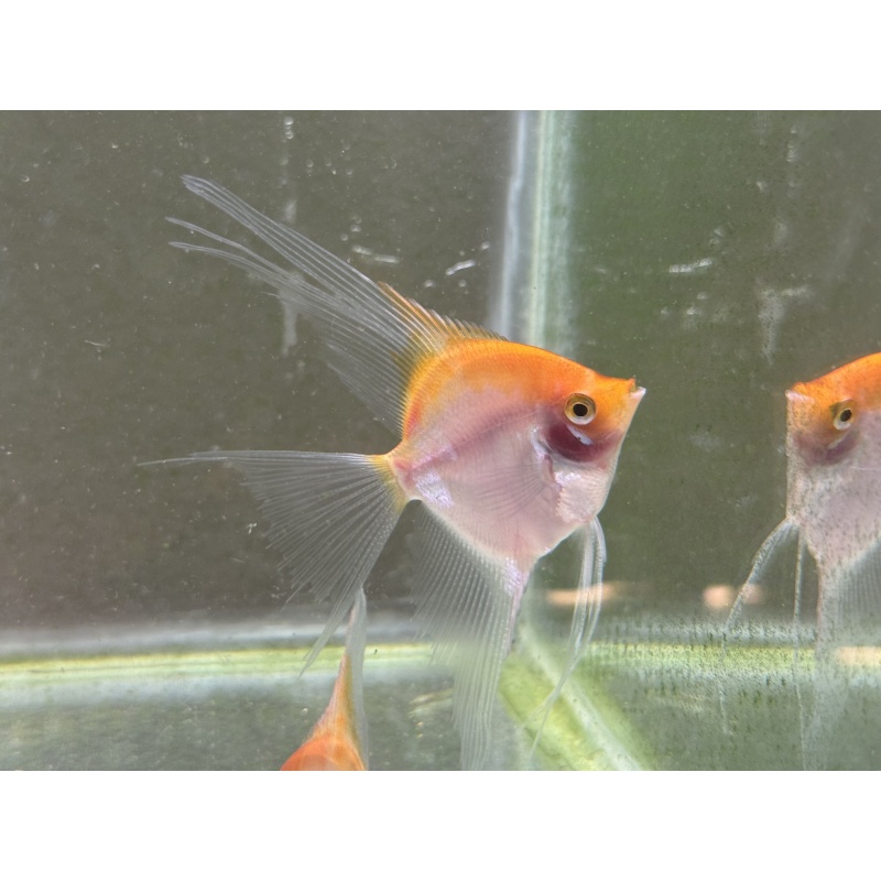 4 Sunset angelfish subadults, half dollar - silver dollar size
