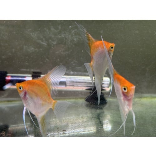 WYSIWYG 7 Sunset angelfish subadults, half dollar size