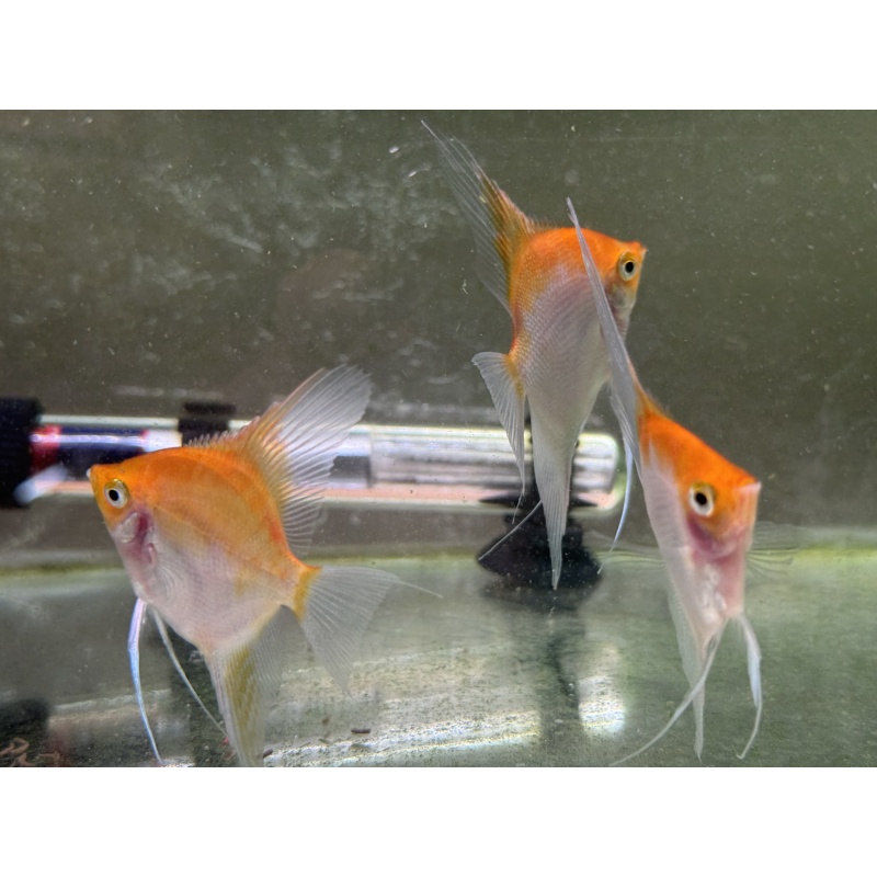 WYSIWYG 7 Sunset angelfish subadults, half dollar size