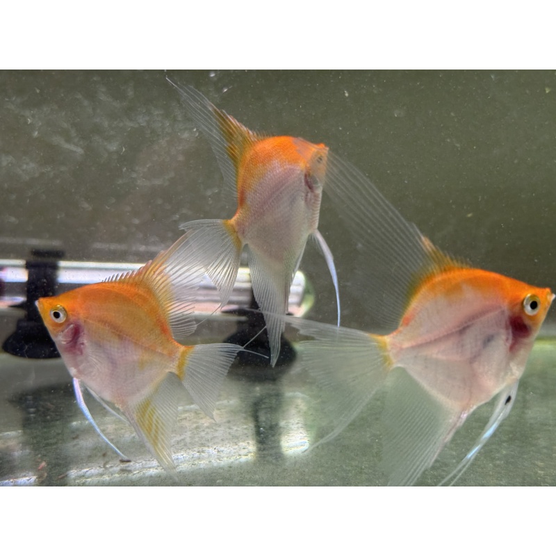 4 Sunset angelfish subadults, half dollar - silver dollar size