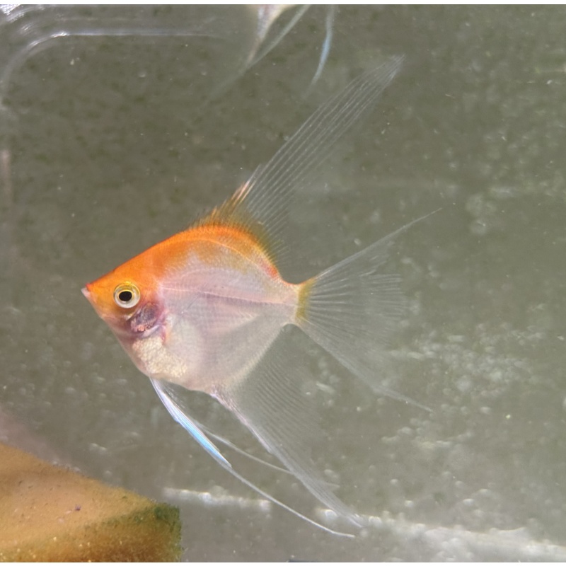 4 Sunset angelfish subadults, half dollar - silver dollar size
