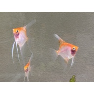 WYSIWYG 4 QUARTER SIZED SUNSET ANGELS