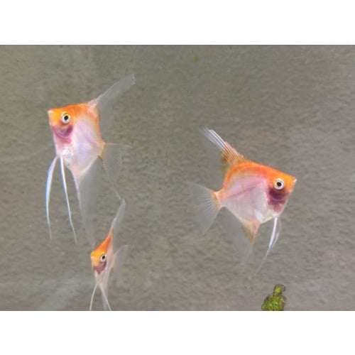 WYSIWYG 4 QUARTER SIZED SUNSET ANGELS