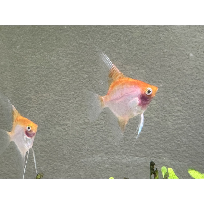 WYSIWYG 4 QUARTER SIZED SUNSET ANGELS