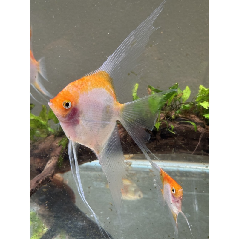 Proven Sunset Angelfish Pair, 1st spawn, live aquarium fish