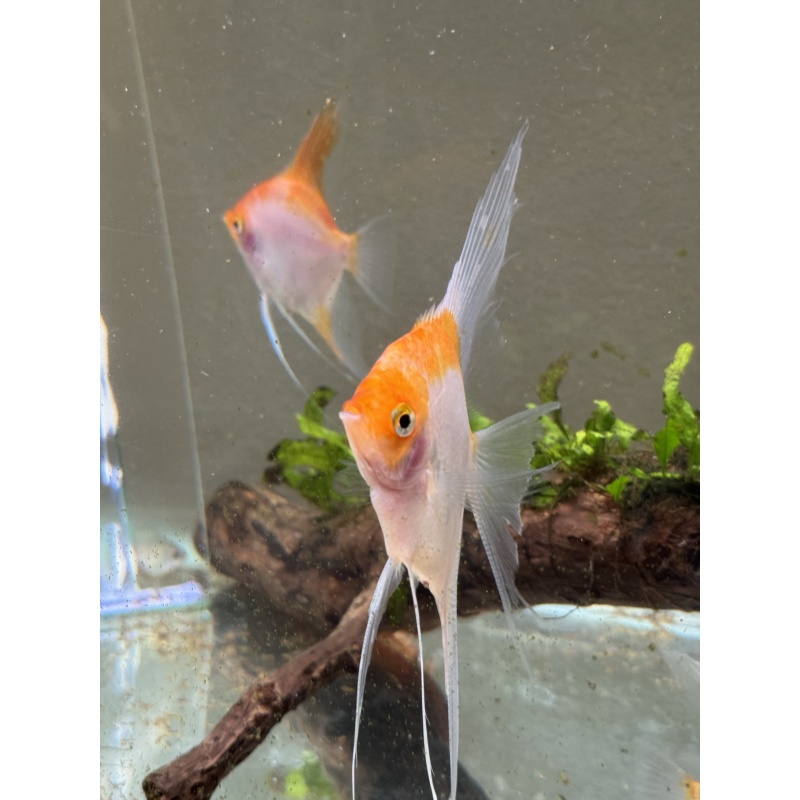 Proven Sunset Angelfish Pair, 1st spawn, live aquarium fish