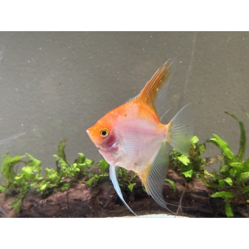 Proven Sunset Angelfish Pair, 1st spawn, live aquarium fish