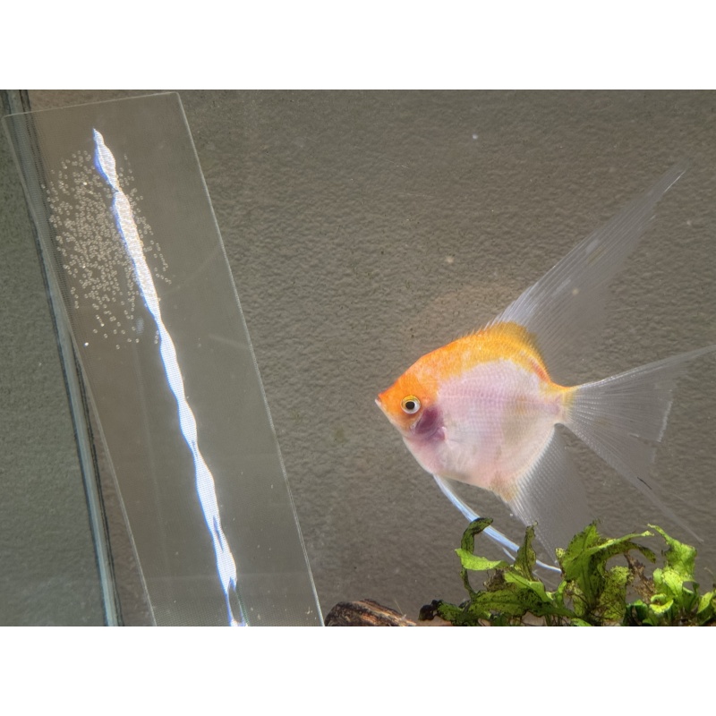 Proven Sunset Angelfish Pair, 1st spawn, live aquarium fish