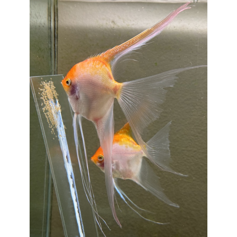 Proven Veiltail Sunset Angelfish Pair, 1st spawn