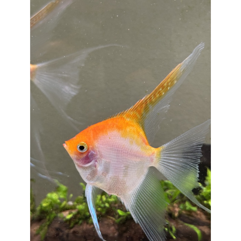 Proven Veiltail Sunset Angelfish Pair, 1st spawn