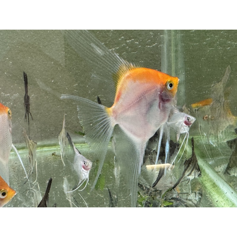 Sunset angelfish 6 pack