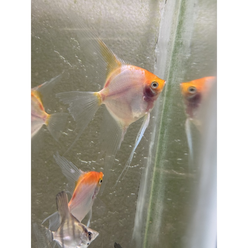 WYSIWYG Sunset angelfish 6 pack
