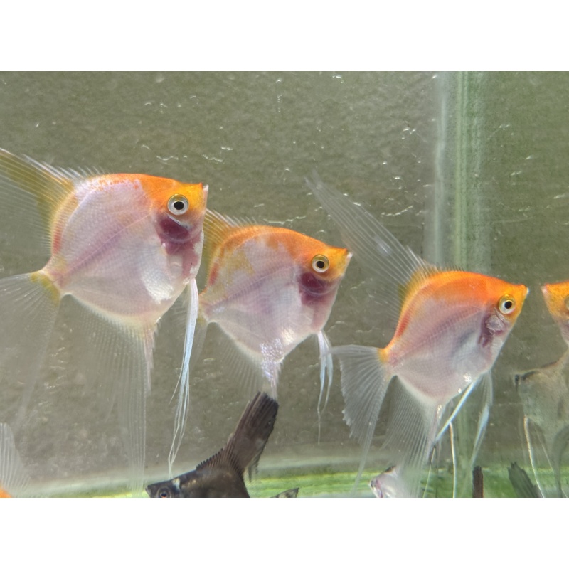 WYSIWYG Sunset angelfish 6 pack