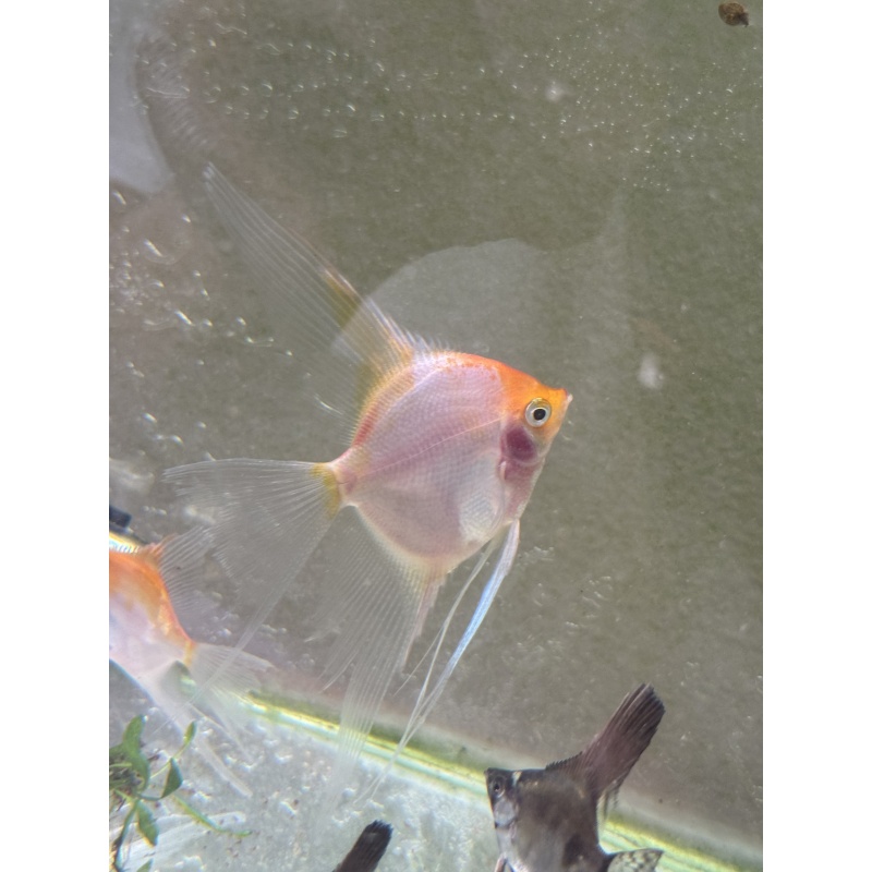 WYSIWYG Sunset angelfish 6 pack