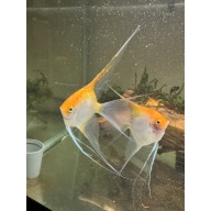 WYSIWYG 2 male sunset angelfish breeders, FREE SHIPPING