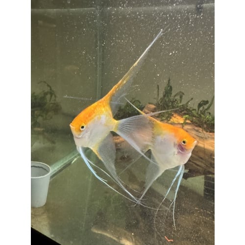 WYSIWYG 2 male sunset angelfish breeders, FREE SHIPPING