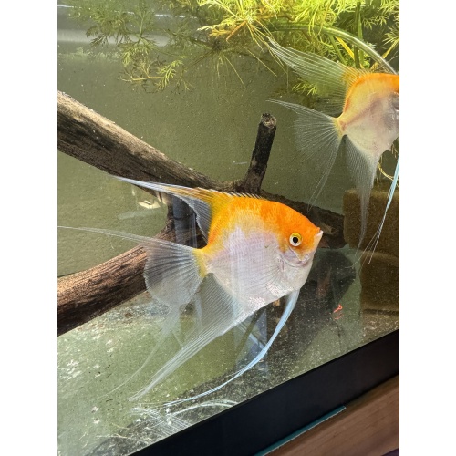Proven Veiltail Sunset Angelfish Pair, 1st spawn, FREE FEDEX 2 DAY SHIPPING