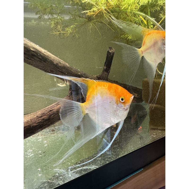 Proven Veiltail Sunset Angelfish Pair, 1st spawn, FREE FEDEX 2 DAY SHIPPING