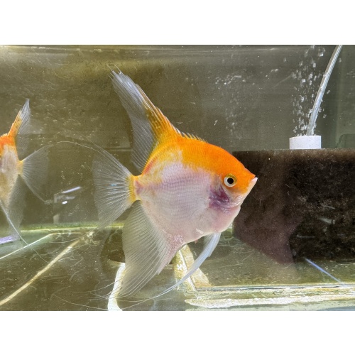 Proven Sunset Angelfish Breeding Pair, veiltail/standard, FREE FEDEX 2 DAY SHIPPING