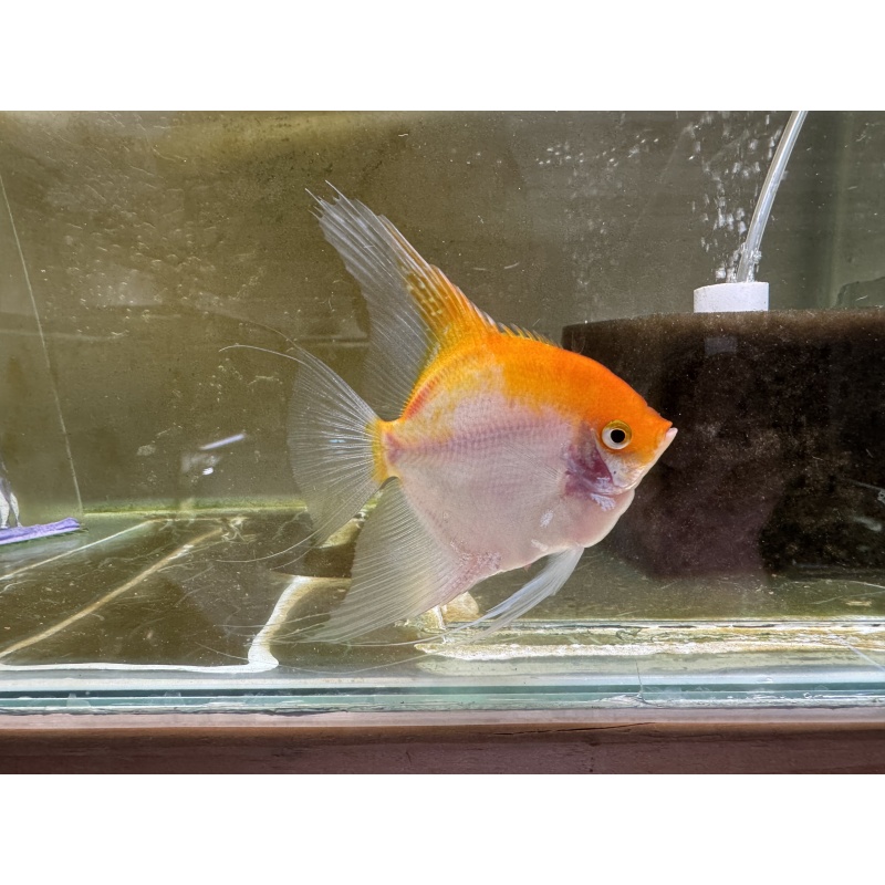 Proven Sunset Angelfish Breeding Pair, veiltail/standard, FREE FEDEX 2 DAY SHIPPING