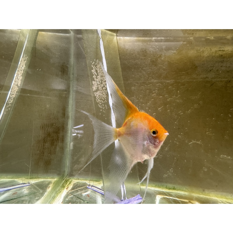 Proven Sunset Angelfish Breeding Pair, veiltail/standard, FREE FEDEX 2 DAY SHIPPING